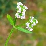 Valerianella eriocarpa 花