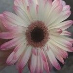 Gerbera viridifolia Flor