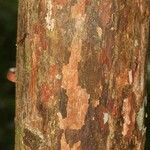 Pouteria grandis Bark