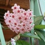 Hoya carnosaFlower