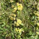 Solidago bicolor Цвят