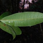Pouteria jariensis Лист