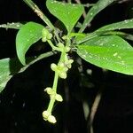 Psychotria viridis Frucht