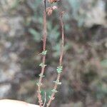 Fumana thymifolia Hoja
