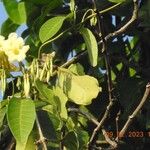 Odontadenia nitida Floare