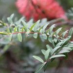 Melaleuca hypericifolia Лист