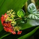Rondeletia odorata Flower