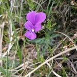 Viola bubanii Цвят