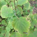 Plectranthus fruticosus Blatt
