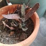 Gasteria obliqua Leaf