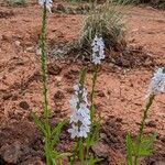 Verbena simplex Žiedas