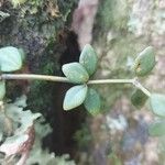 Peperomia tetraphylla Hoja