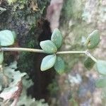 Peperomia tetraphylla Lehti