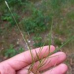Danthonia decumbens List