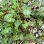 Rumex scutatus Hoja