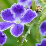 Duranta erecta Flower