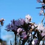 Rhododendron pubescens Flor