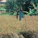 Oryza sativa ᱛᱟᱦᱮᱸ