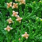 Platycladus orientalis Blomst