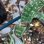 Gasteria pillansii Yaprak