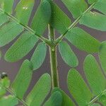 Osodendron altissimum Leaf