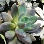 Pachyphytum kimnachii Leaf