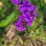 Verbena rigida Цвят