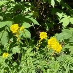 Sisymbrium austriacum Flower