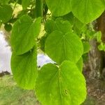 Cercidiphyllum japonicum 葉