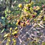 Myrica faya Fruct