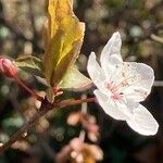 Prunus cerasifera Žiedas