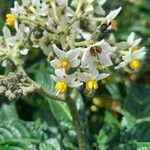 Solanum oblongifolium Cvet