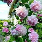Rosa banksiae Flower