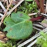 Pyrola chlorantha Liść