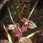 Acianthus bracteatus Fruchs