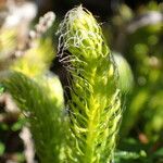 Lycopodium clavatum Leaf