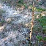Helictochloa bromoides Mbuma