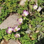 Colchicum speciosum Hábito