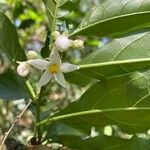 Solanum caavurana Flor