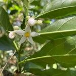 Solanum caavurana Flower