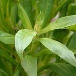 Xerochrysum bracteatum Leaf