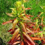 Oenothera biennis Leaf