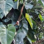 Philodendron hederaceum Blad