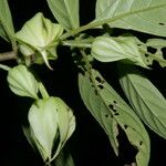 Drymonia rubra Fruto