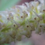 Polystachya polychaete Flower