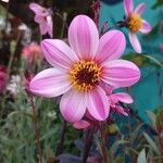 Dahlia merckiiBlomst