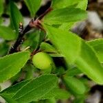 Rhamnus saxatilis Fruchs