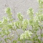 Stachys maritima Other