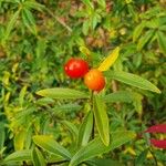 Daphne bholua Gyümölcs