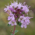 Thymus drucei